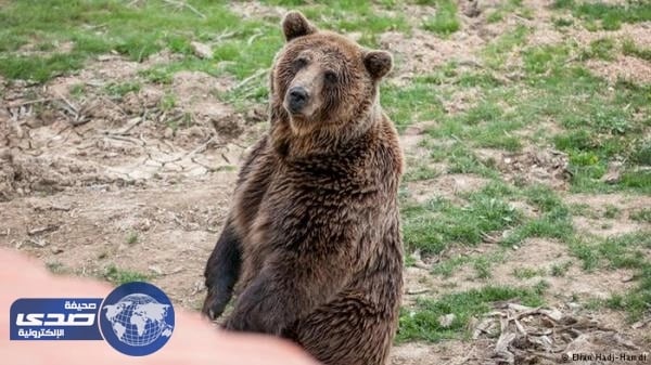 دب يلتهم يد طفل فلسطيني في رحلة مدرسية