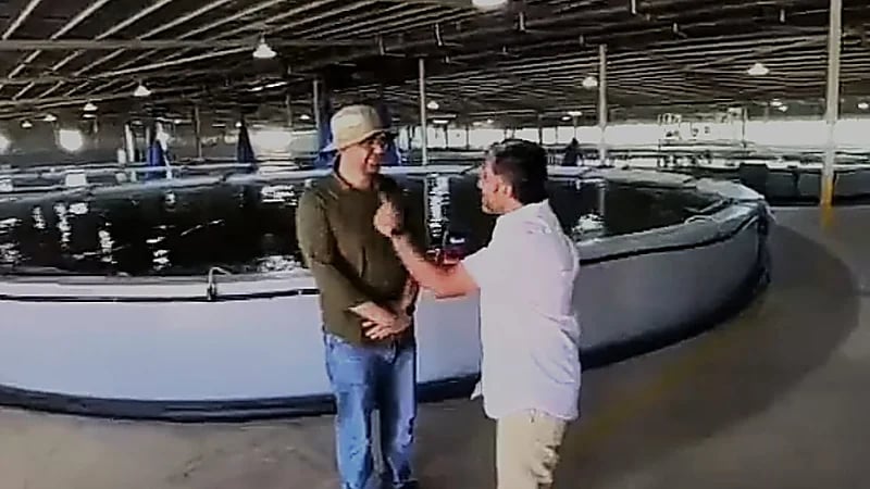 القصيم تحتضن أكبر مشروع إستزراع سمكي في العالم .. فيديو