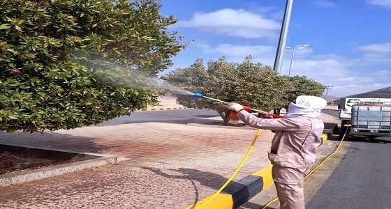 بالصور.. غسيل أشجار الشوارع والجزر الوسطية في نجران