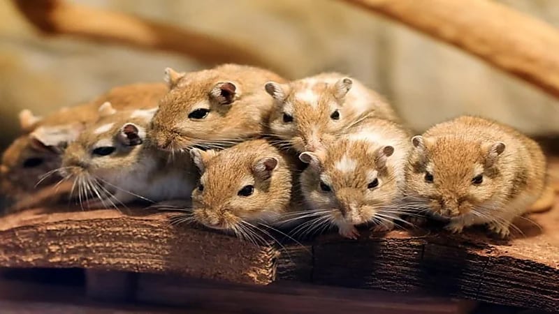 القوارض تنقل مسببات الأمراض الفطرية الخطيرة