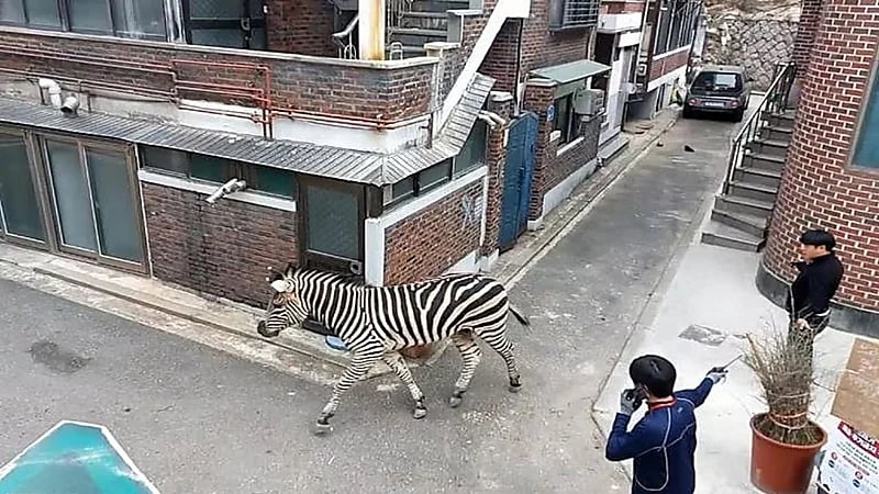 بالفيديو.. حمار وحشي يكتسب شهرة كبيرة لتجوله في الشوارع