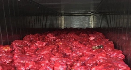 ضبط شاحنة بحمولة 15 ألف كيس بصل غير صالح للاستهلاك الآدمي بالدمام