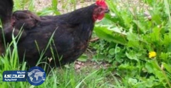 بالفيديو.. دجاجة تبتلع ثعبانا صغيرا