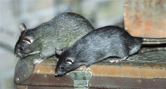 القوارض تهدد أحياء جدة..ومخاوف من تناقل الأمراض