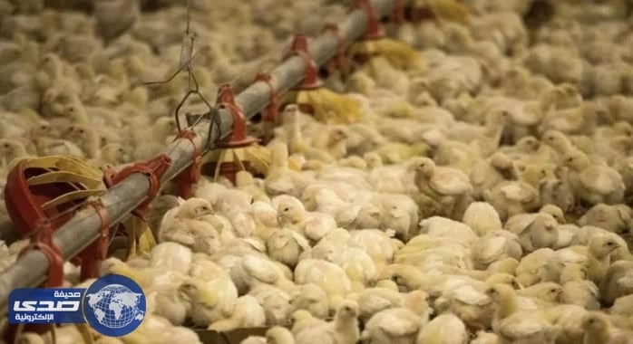 " البيئة " تكشف تفاصيل رفع حظر استيراد الطيور الحية