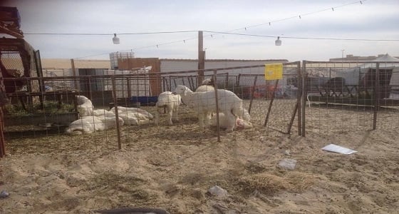 بالصور.. انذار لأصحاب أحواش المواشي العشوائية بالدمام تمهيدًا لازالتها