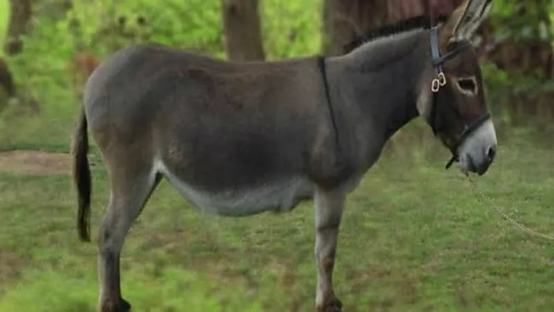 بالفيديو.. رعب في مصر بسبب العثور على حمير مسلوخة