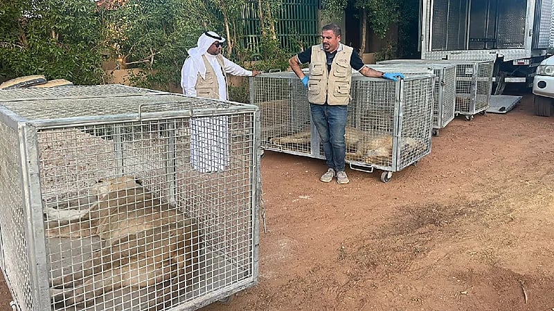 السيطرة على 8 أسود وذئب تتم تربيتها في استراحة بالمزاحمية