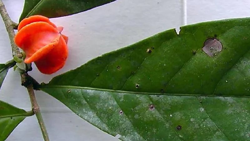 تحديد جنس نبات غامض حير العلماء 50 عاما