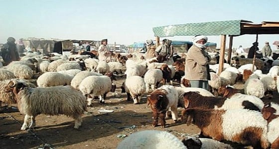 عصابة من 3 أشقاء تسرق مجموعة أغنام بالجوف