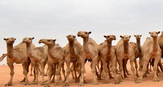 فهد بن فلاح: مشاركة شخصية عزيزة في مزاين الإبل هذا العام
