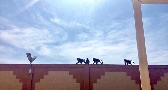 بالصور.. قرود بجامعة بيشة تثير خوف الطالبات