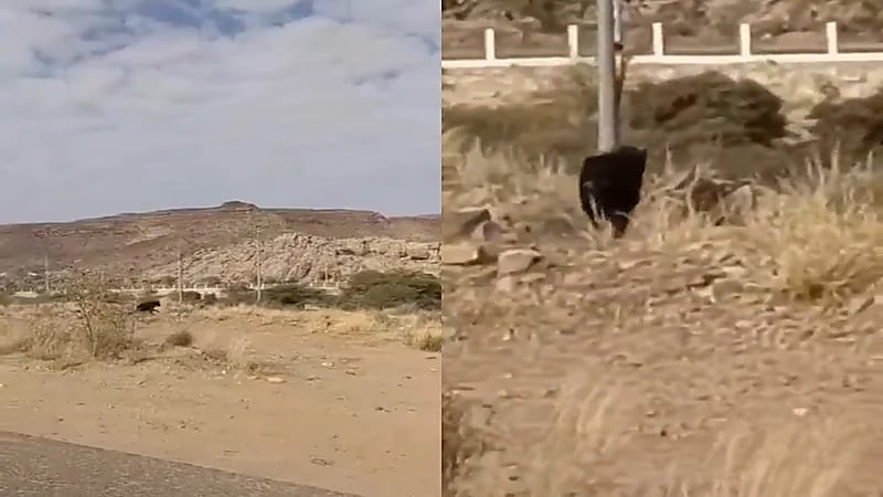 بالفيديو.. "الحياة الفطرية" يوضح حقيقة مقطع الكائن الذي ظهر بمنتزه بأحد رفيدة