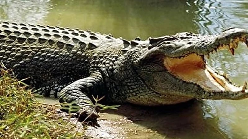 تمساح كاد يلتهم "فتى" وحجارة تنقذه