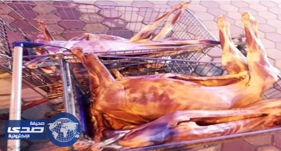 بالصور.. ضبط 50 ذبيحة فاسدة و10 عربات لنقل اللحوم في الشوقية