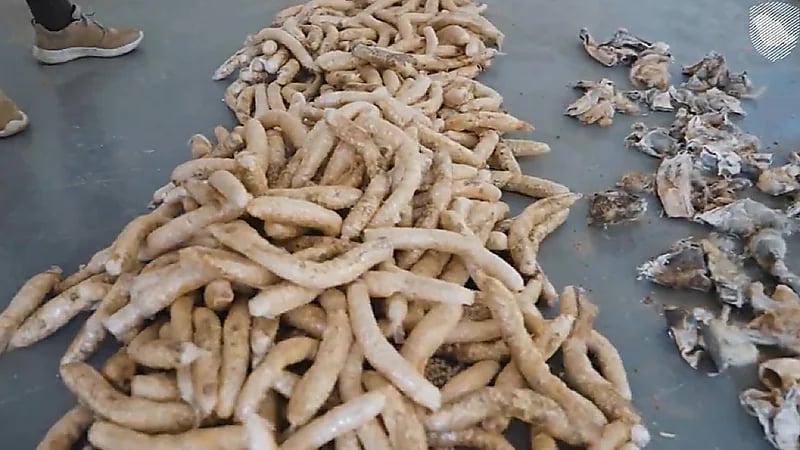 إحباط محاولة تهريب أكثر من 400 ألف حبة من الإمفيتامين مخبأة في فرو أغنام.. فيديو