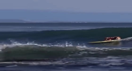 بالفيديو.. كلبة تثير ذهول المتابعين بمهاراتها في ركوب الأمواج