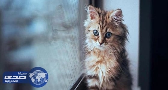 دلالات رؤية القطط في المنام