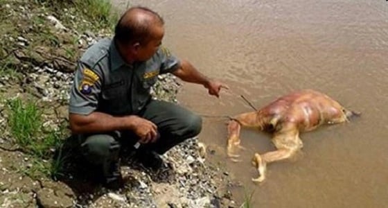 العثور على " إنسان غاب " نافقا في إندونيسيا