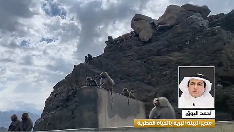 "الحياة الفطرية" تعلن رصد أكثر من 500 قرد بابون عدائي (فيديو)