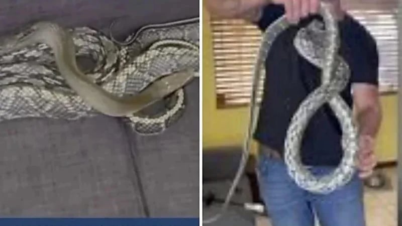 شاهد.. رجل يعثر على ثعبان ضخم داخل منزله