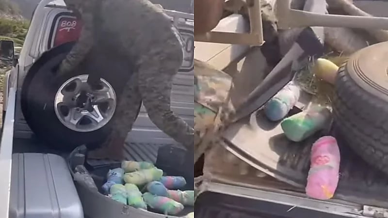 بالفيديو.. ضبط مخالفين لأمن الحدود وكميات من القات في جازان