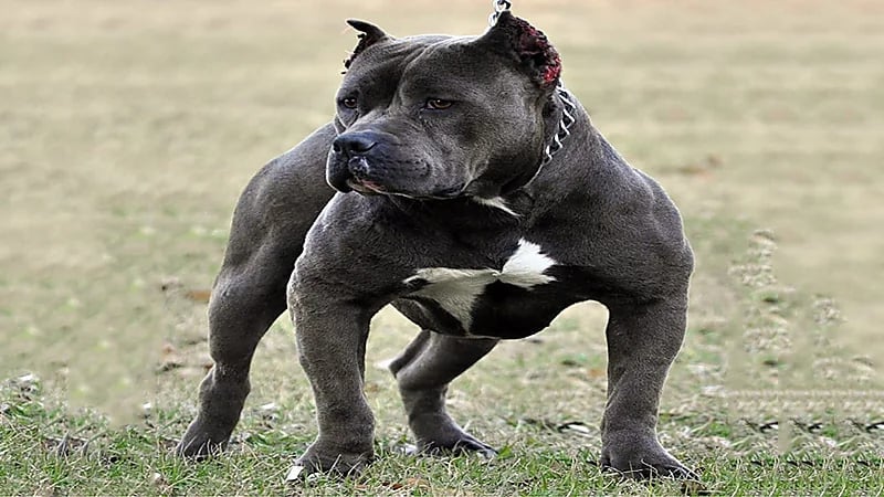 قانون جديد لحبس حائزي الحيوانات الخطرة في مصر