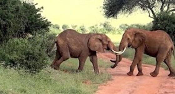 بالفيديو.. معركة عنيفة بين 5 أفيال تصيب المواطنين بالذعر