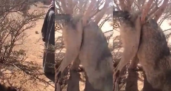 مواطن يتخلص من ذئب يفترس ماشيته بالفأس