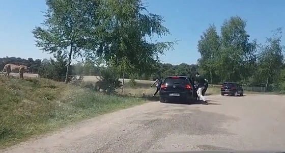 بالفيديو.. مجموعة فهود تهاجم عائلة تركت سيارتها في رحلة سفاري