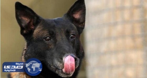 خبراء صحة:  " لعق الكلاب " قنبلة كارثية من الأمراض