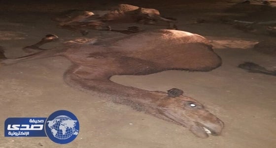 بالصور.. نفوق 5 نياق وإصابة صاحبها بسبب صاعقة رعيدة بالطائف