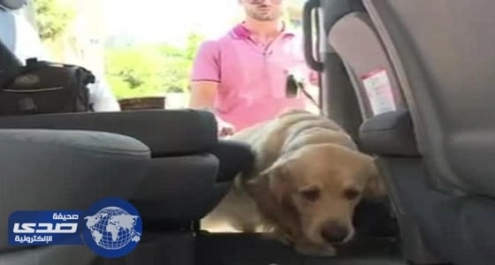 بالصور.. " بت تاكسي " خدمة جديدة لنقل الحيوانات الأليفة