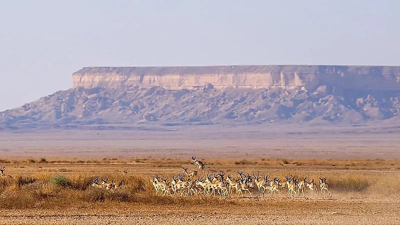 إطلاق 56 كائنًا مهددًا بالانقراض في محمية الإمام عبدالعزيز