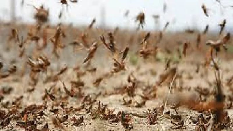 بالفيديو والصور.. أسراب كبيرة من الجراد تجتاح رنية
