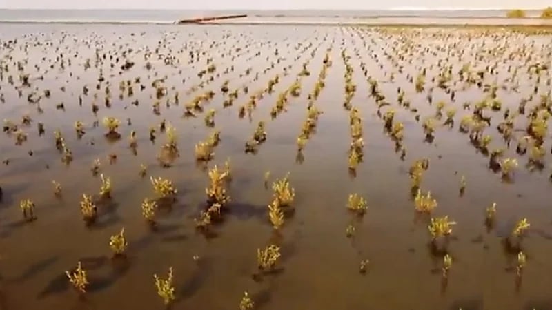 بالفيديو.. زراعة مليون شتلة "مانجروف" على شواطئ جازان