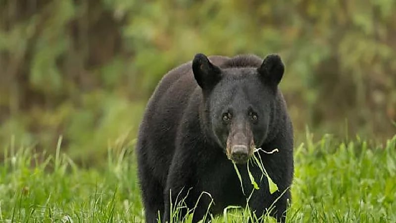 دب أسود يهاجم امرأة ويقتلها بدافع الحذر
