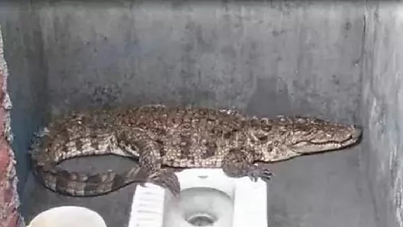 هندي يتفاجأ بتمساح عملاق يتجول داخل حمام منزله