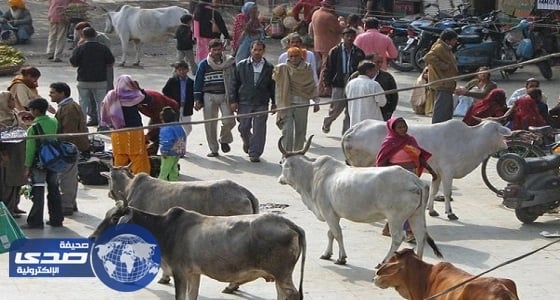 محكمة هندية تعلق حظر تجارة الماشية 4 أسابيع