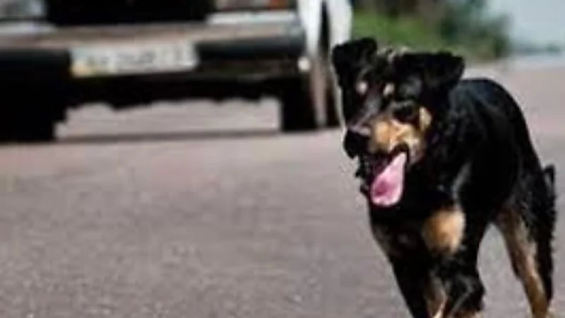 إصابة 6 أشخاص بسبب هجوم عنيف من كلب ضال