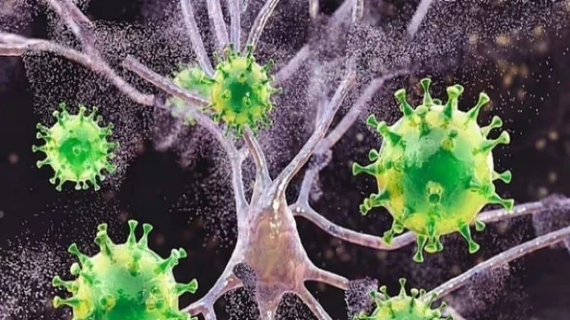 فيروس نادر يُصيب الدماغ نتيجة لدغة القراد