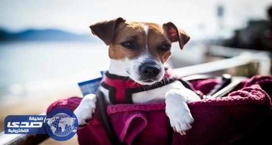 رجل يٌطالب بأجازة عام كامل للبحث عن كلبه الضائع