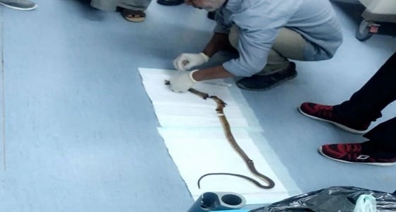 وفاة طفلتين بـ " لدغة ثعبان " أثناء زيارتهما بيت جدهما بقلوة