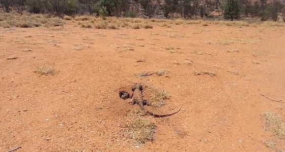 بالصور.. سحلية تصطاد أرنب من داخل جحره ببراعة
