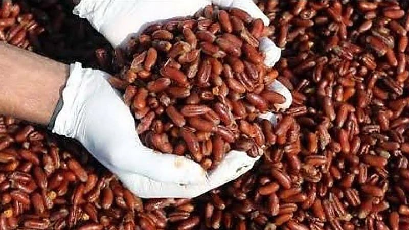 5 قيم غذائية لنواة التمر