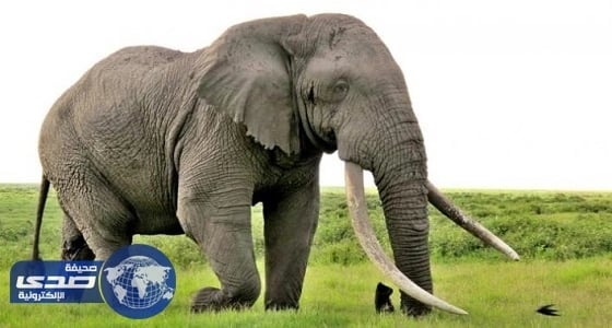 تطبيق جديد لترجمة الأصوات البشرية إلى لغة الفيلة