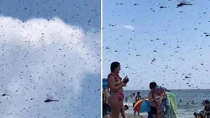 مشهد مروع لسرب ضخم من الحشرات يجتاح شاطئ في أمريكا .. فيديو