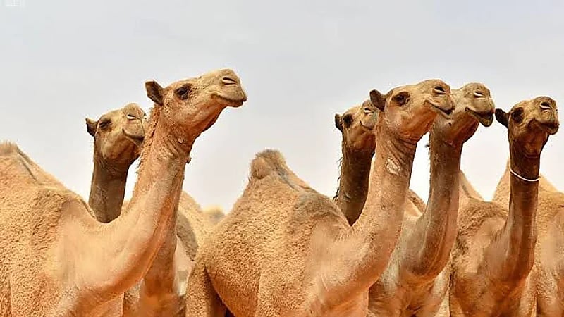 الإبل تستطيع شرب الماء المالح ولو من البحر الميت ولا ترتفع ضغطها