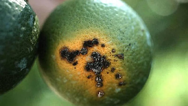 التقرح البكتيري أخطر أمراض أشجار الحمضيات بالمملكة