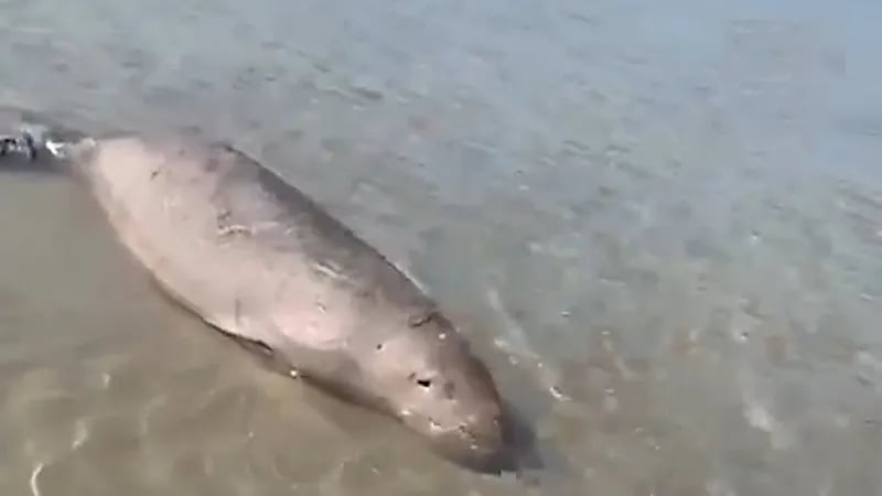 بالفيديو.. إنقاذ كائن بحري علِق في الشباك بأحد شواطئ تبوك